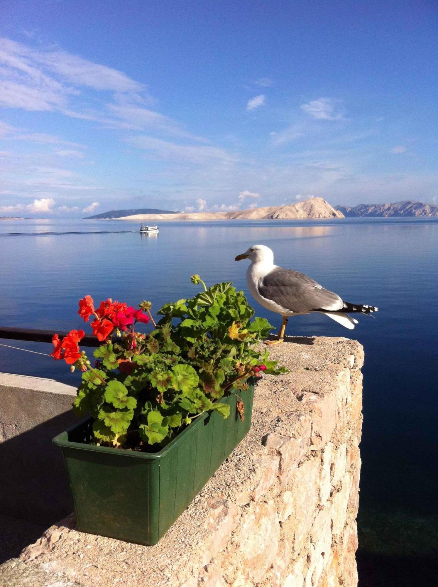 Apartment Starigrad/Senj 1 ستاريغراد المظهر الخارجي الصورة